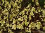 Corylopsis pauciflora